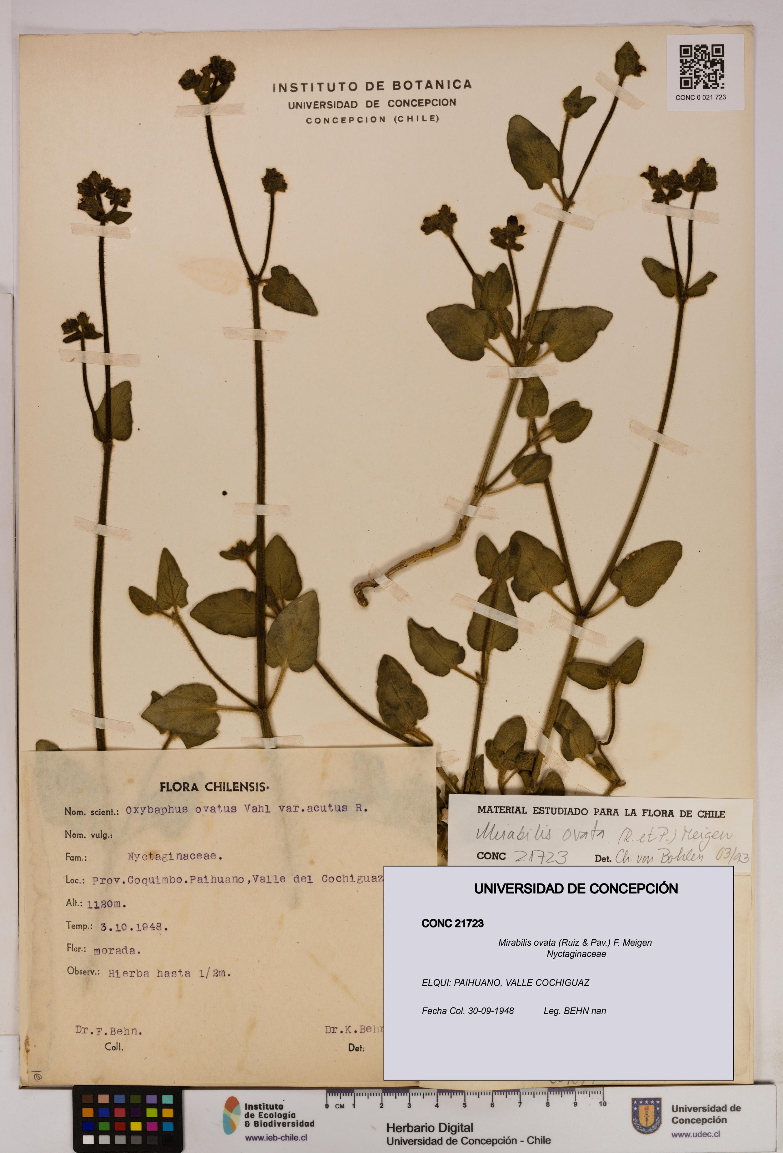 Mirabilis ovata [Espécimen: UDEC:CONC:0021723]