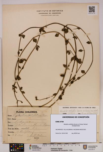 Mirabilis cordifolia [Espécimen: UDEC:CONC:0021724]