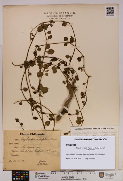 Mirabilis cordifolia [Espécimen: UDEC:CONC:0021725]