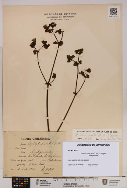 Mirabilis ovata [Espécimen: UDEC:CONC:0021727]