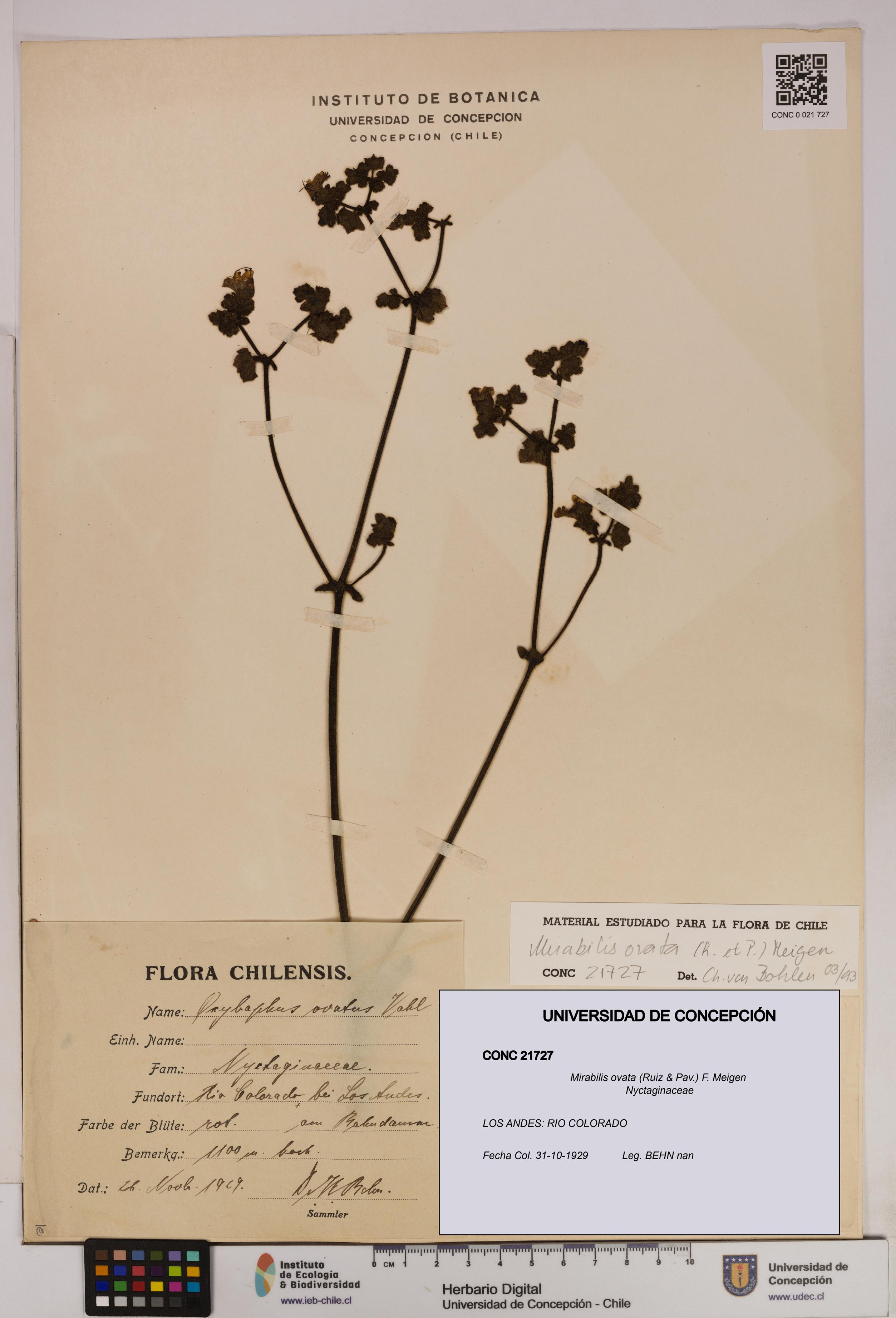 Mirabilis ovata [Espécimen: UDEC:CONC:0021727]