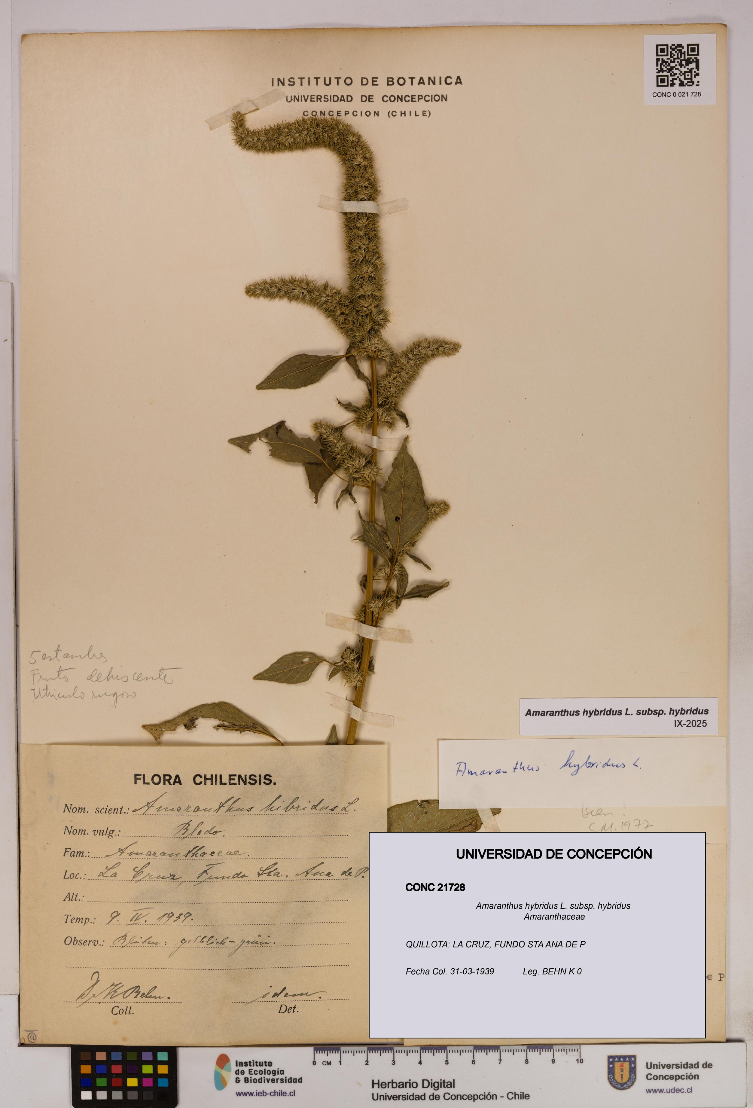 Amaranthus hybridus [Espécimen: UDEC:CONC:0021728]