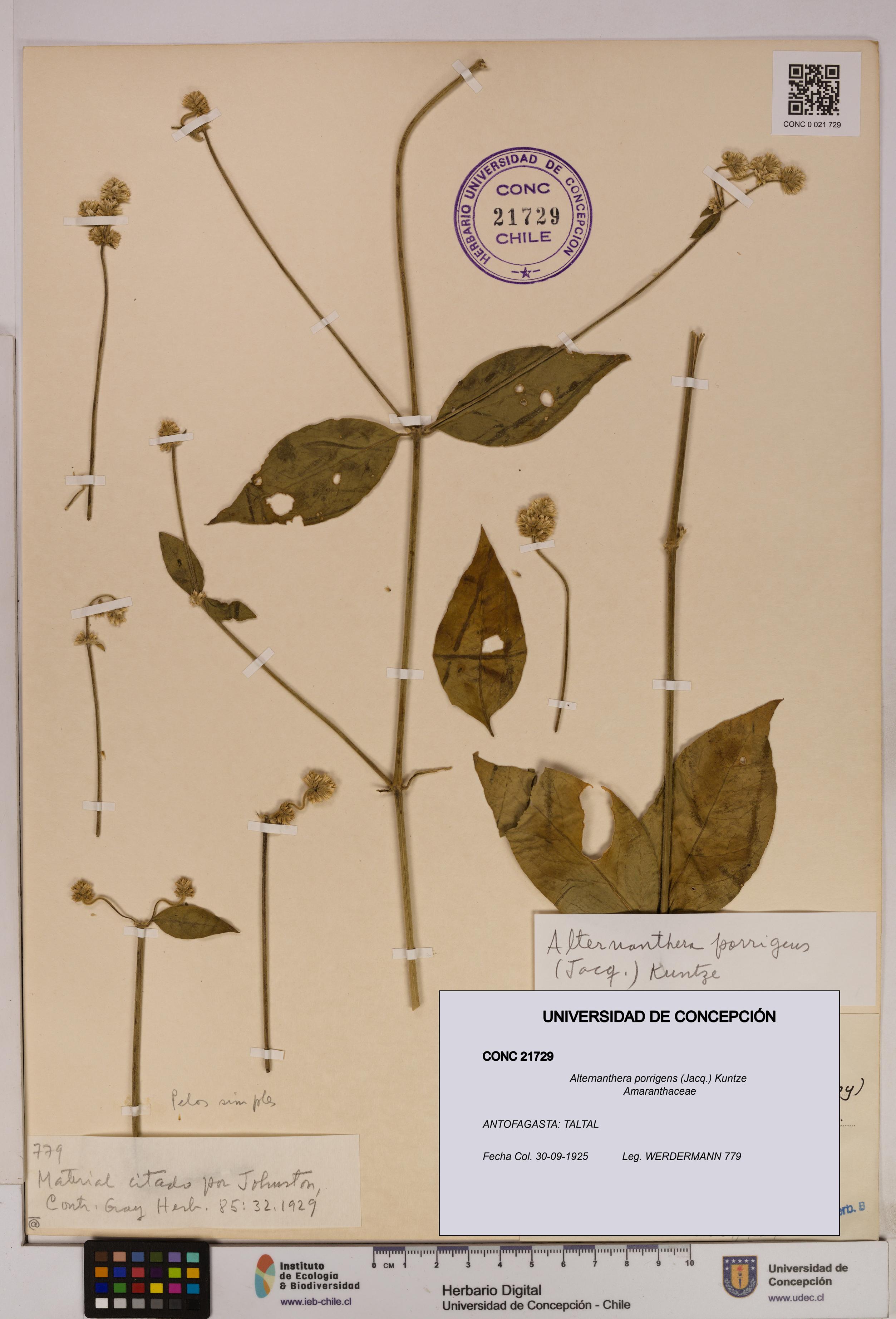 Alternanthera porrigens [Espécimen: UDEC:CONC:0021729]