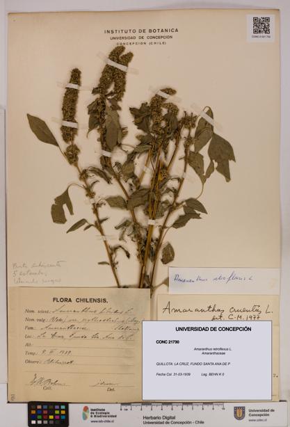 Amaranthus retroflexus [Espécimen: UDEC:CONC:0021730]