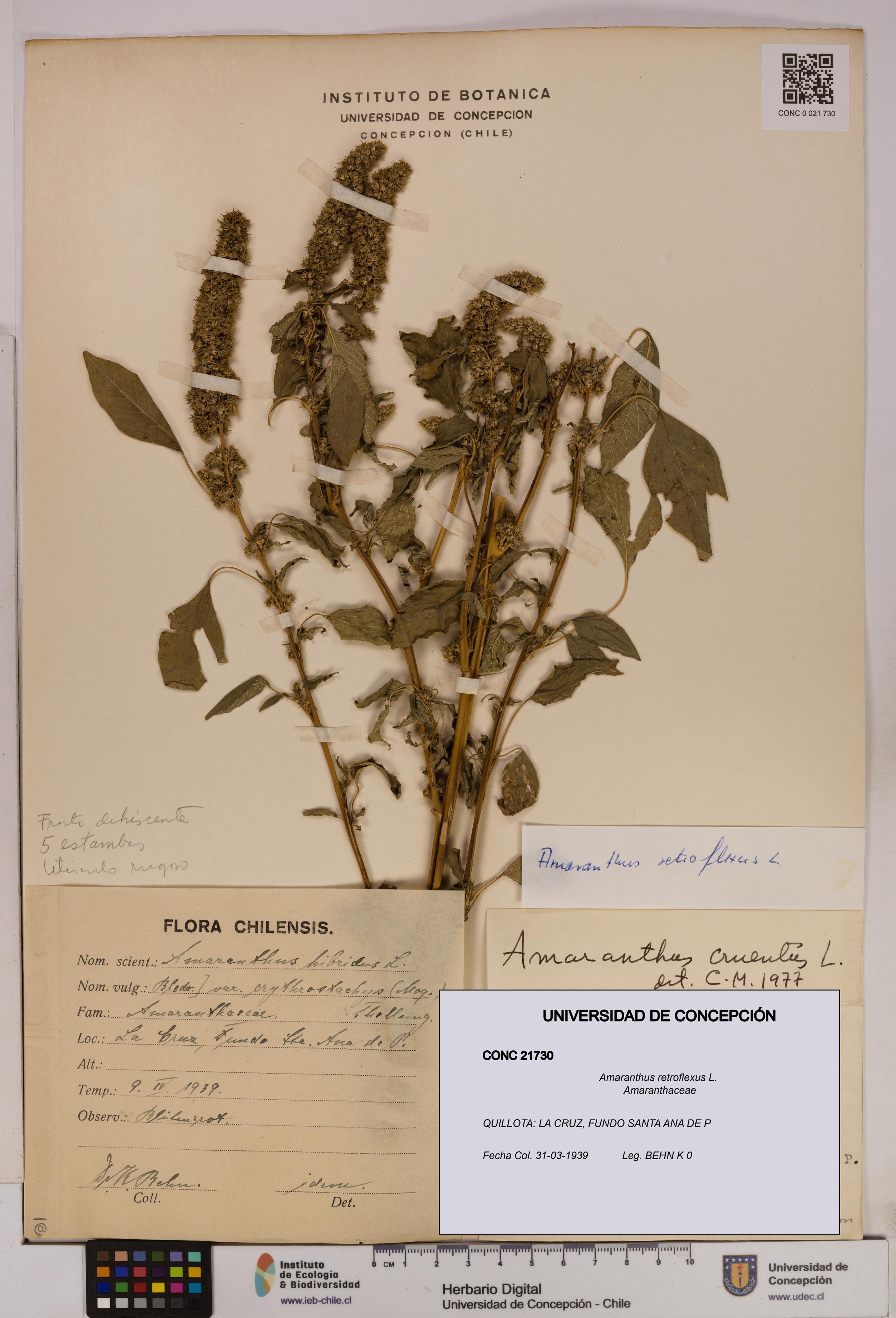 Amaranthus retroflexus [Espécimen: UDEC:CONC:0021730]