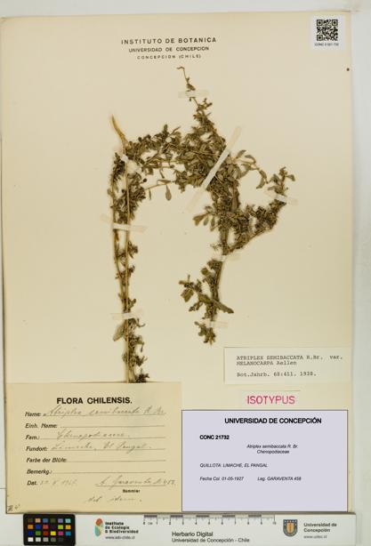 Atriplex semibaccata [Espécimen: UDEC:CONC:0021732]