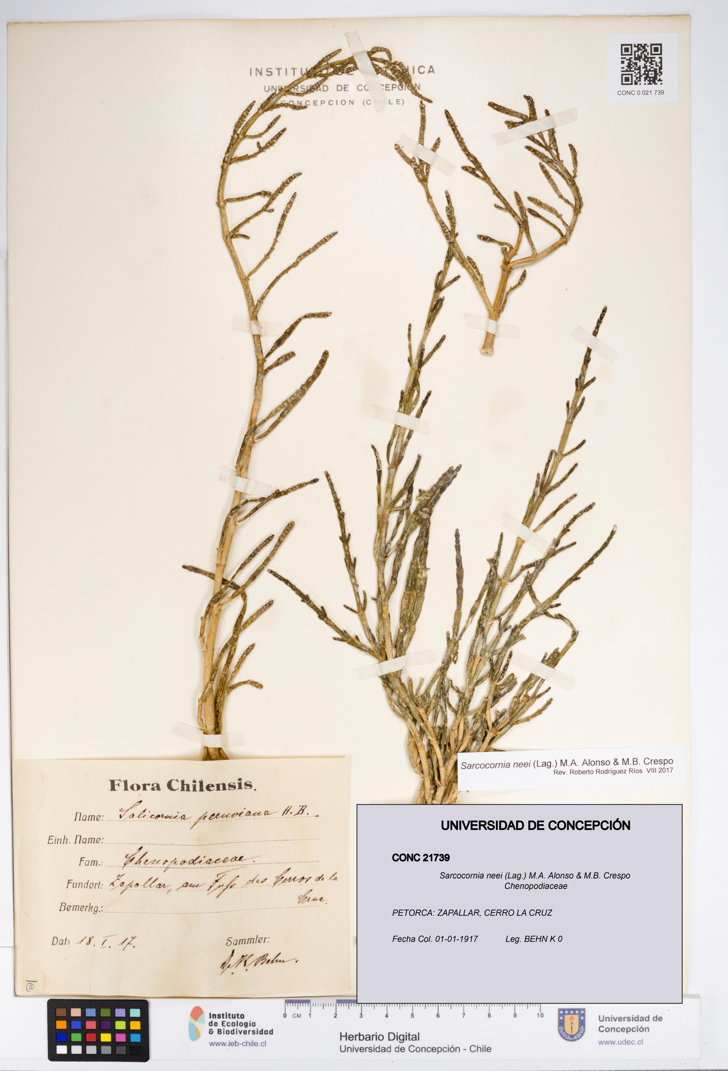 Sarcocornia neei [Espécimen: UDEC:CONC:0021739]