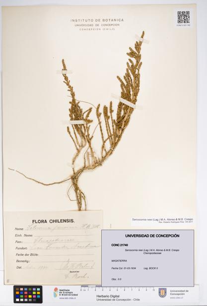 Sarcocornia neei [Espécimen: UDEC:CONC:0021740]