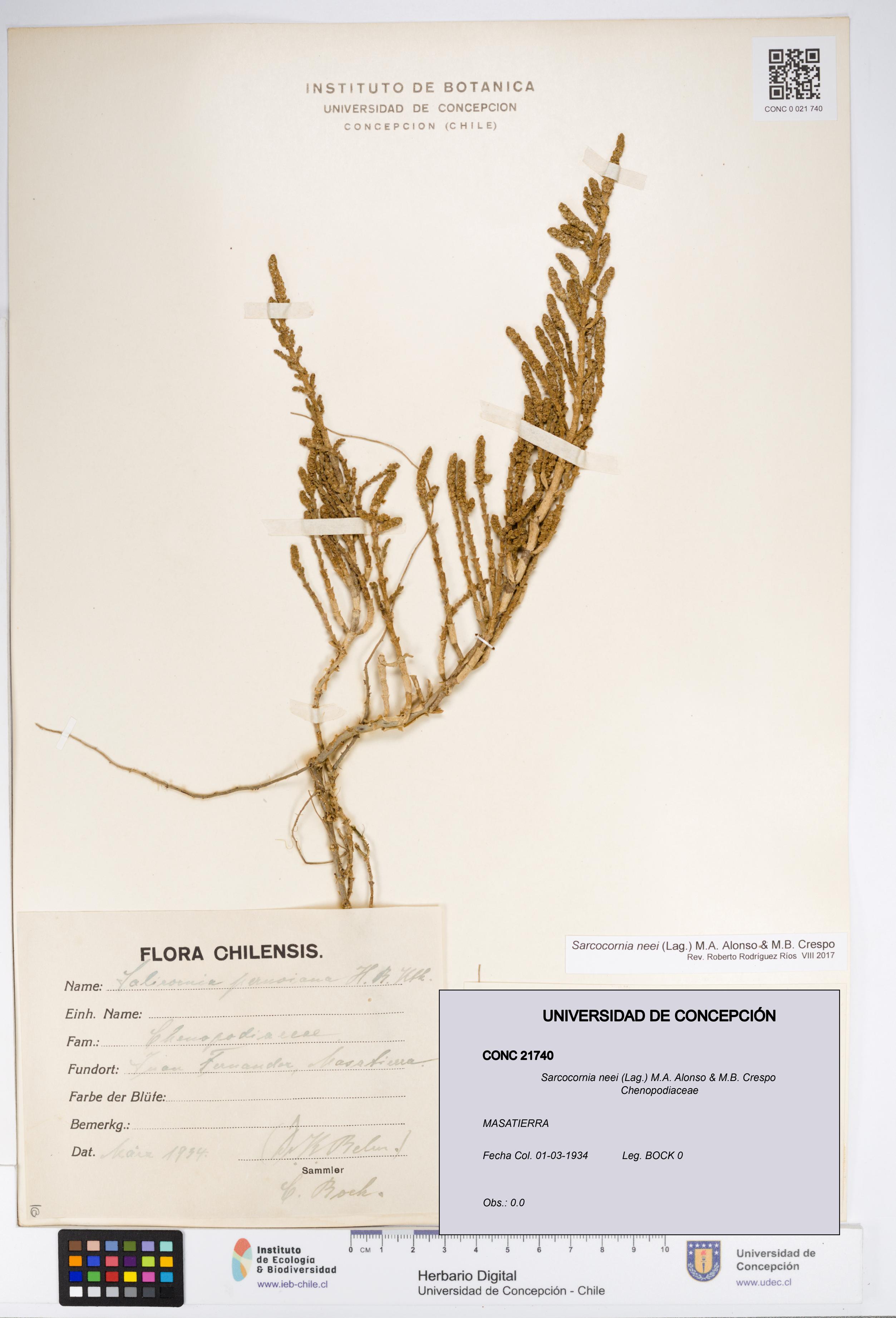 Sarcocornia neei [Espécimen: UDEC:CONC:0021740]