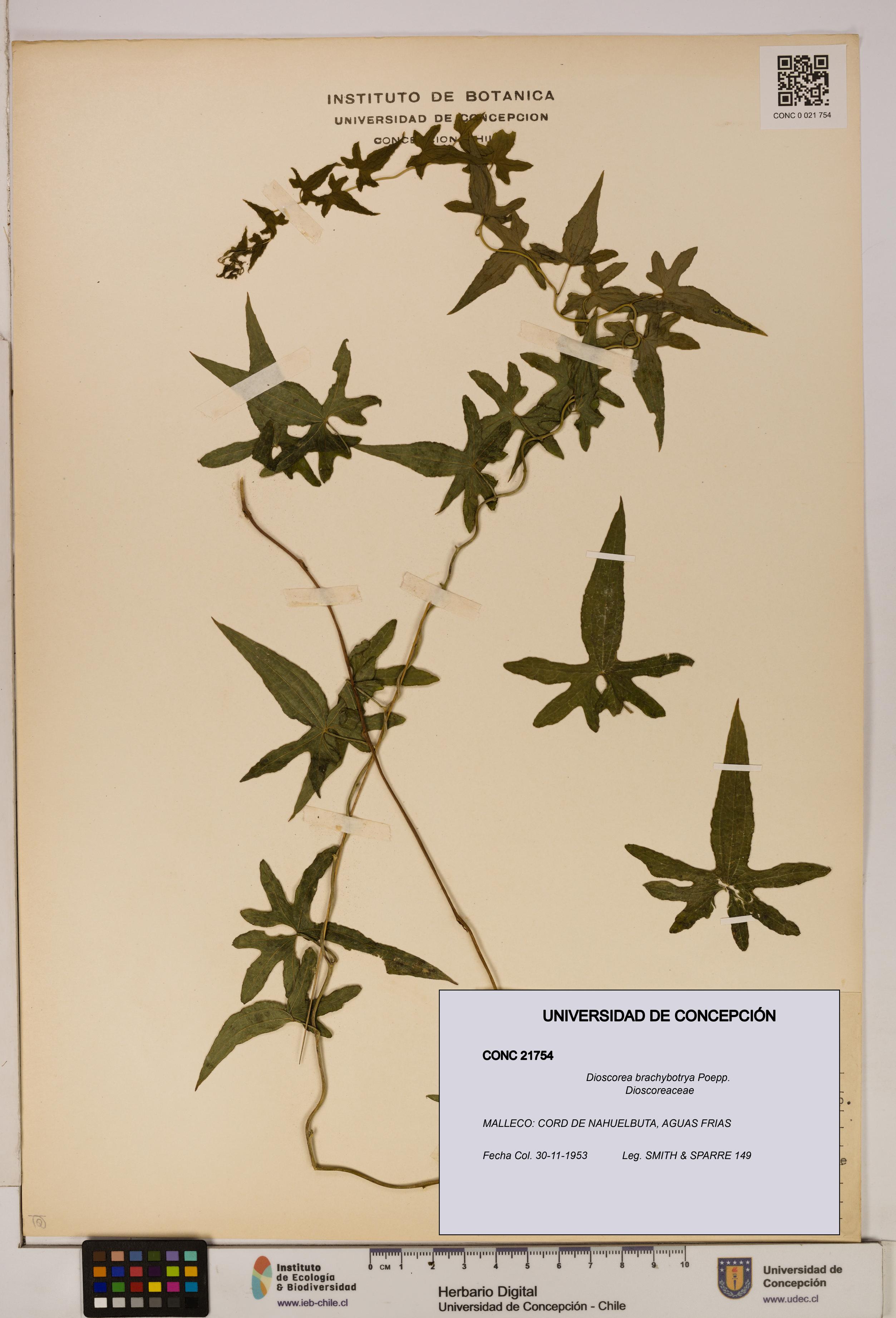 Dioscorea brachybotrya [Espécimen: ]