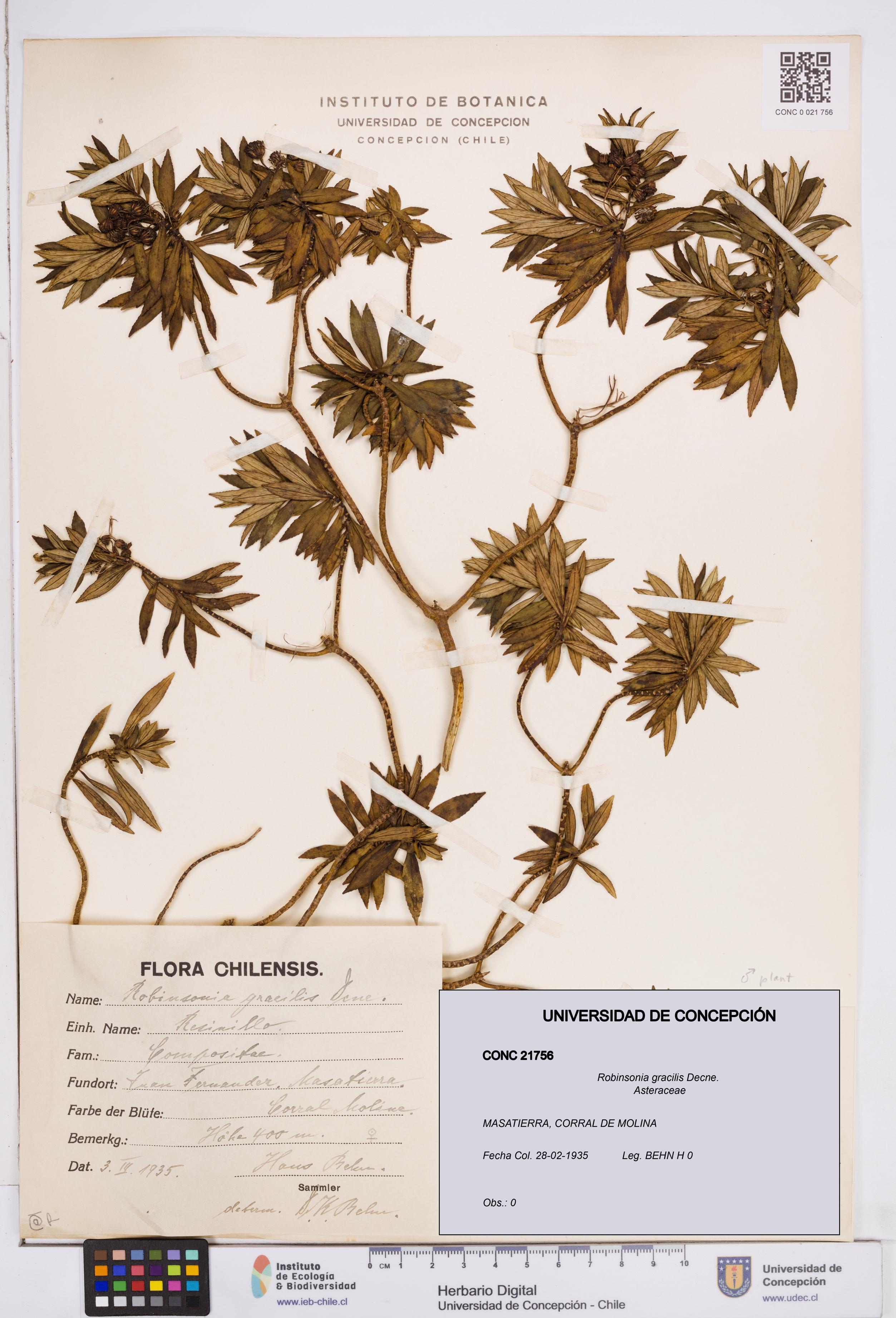 Robinsonia gracilis [Espécimen: ]