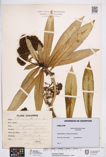 Robinsonia thurifera [Espécimen: ]