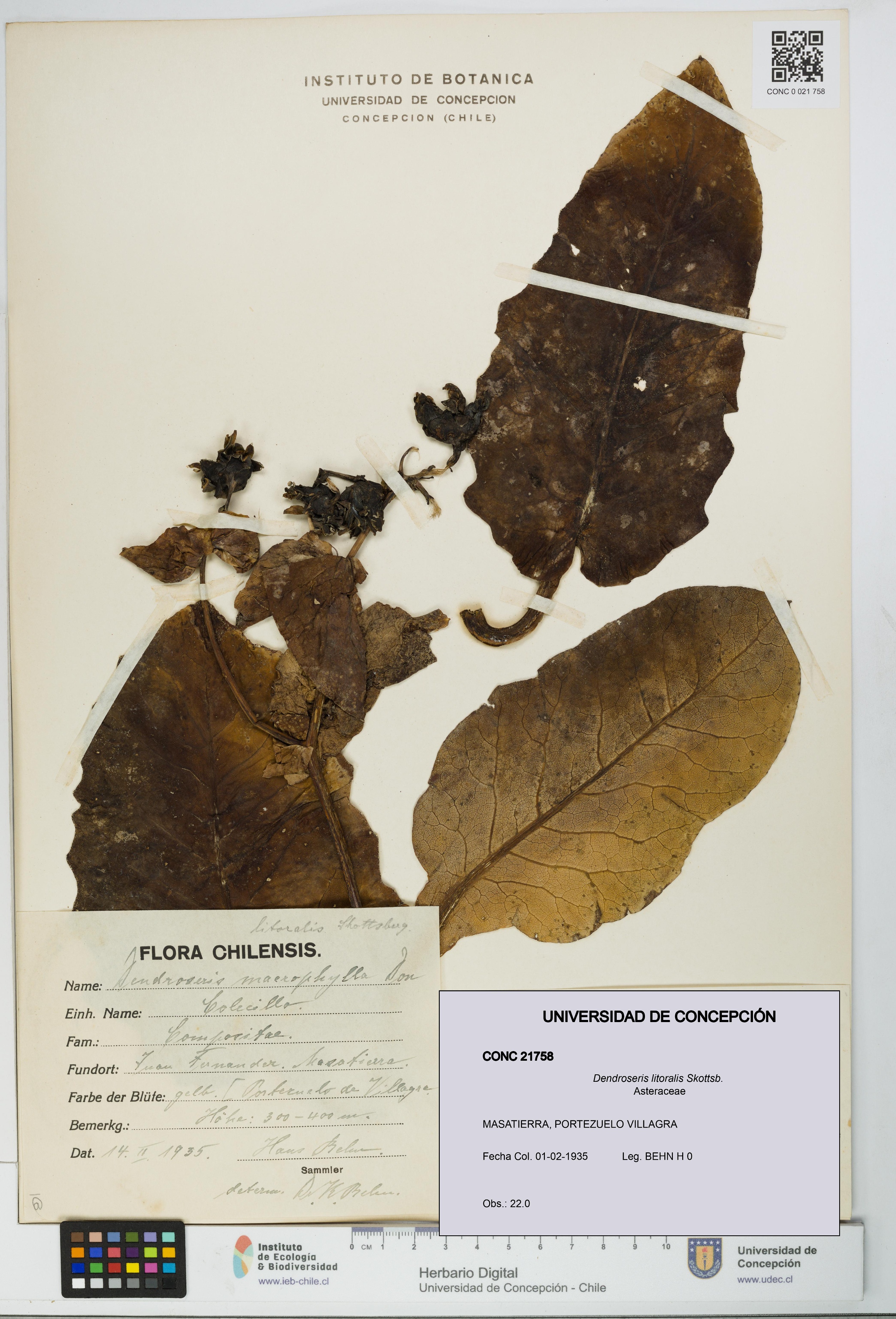 Dendroseris litoralis [Espécimen: UDEC:CONC:0021758]