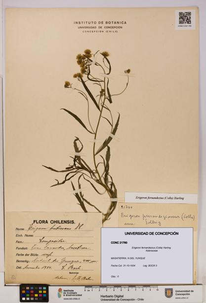 Erigeron fernandezius [Espécimen: UDEC:CONC:0021760]