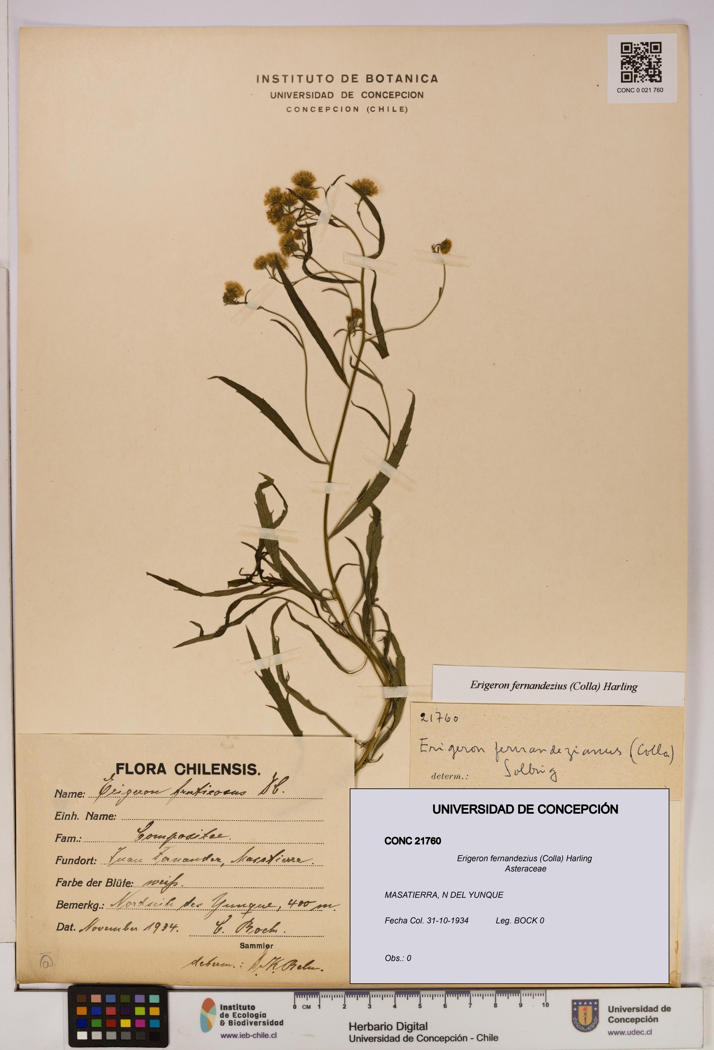 Erigeron fernandezius [Espécimen: UDEC:CONC:0021760]