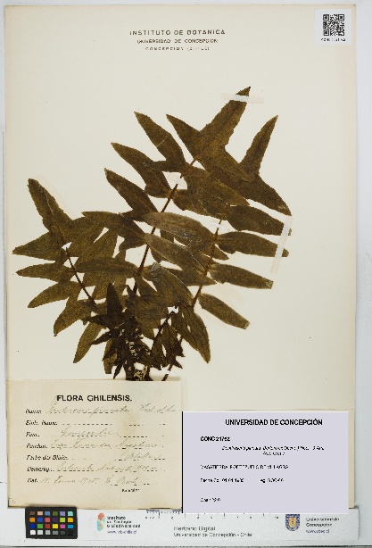 Dendroseris pinnata [Espécimen: UDEC:CONC:0021762]