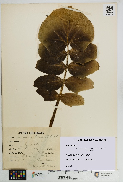 Dendroseris berteroana [Espécimen: UDEC:CONC:0021764]