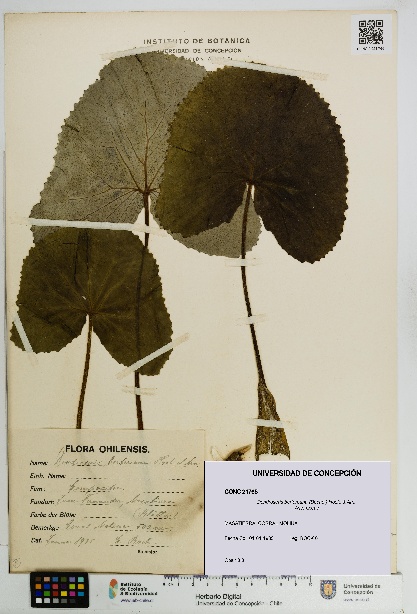 Dendroseris berteroana [Espécimen: UDEC:CONC:0021765]