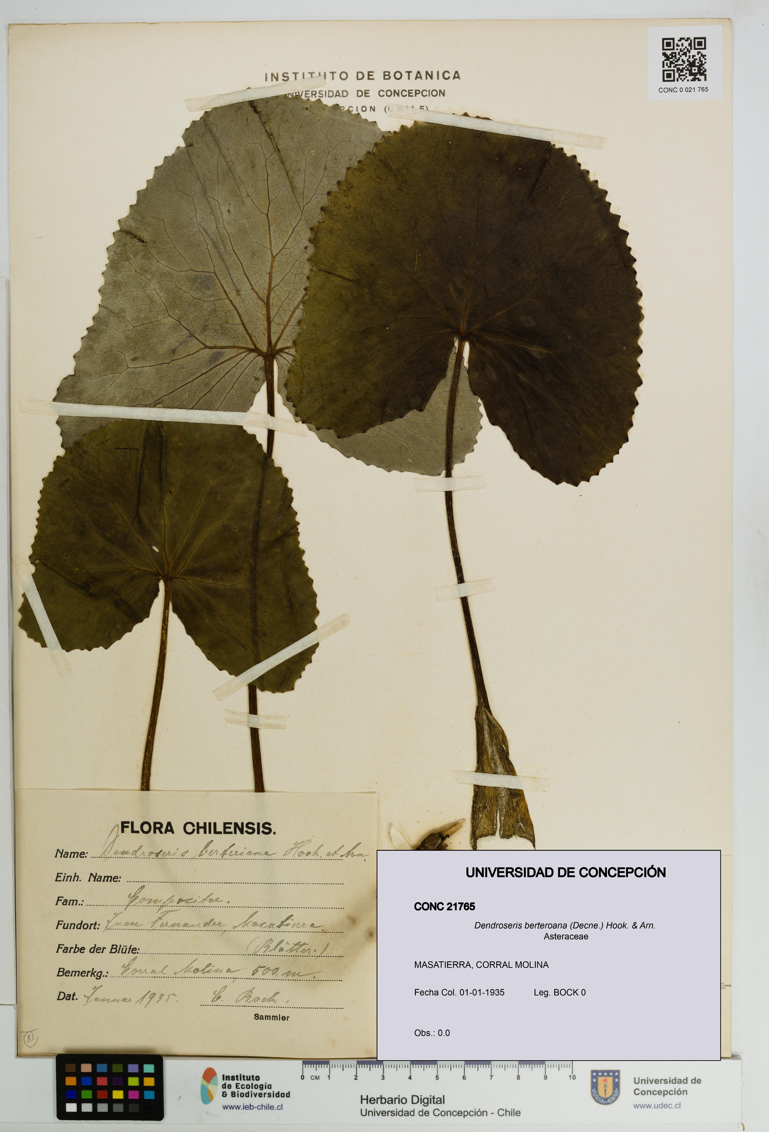 Dendroseris berteroana [Espécimen: UDEC:CONC:0021765]