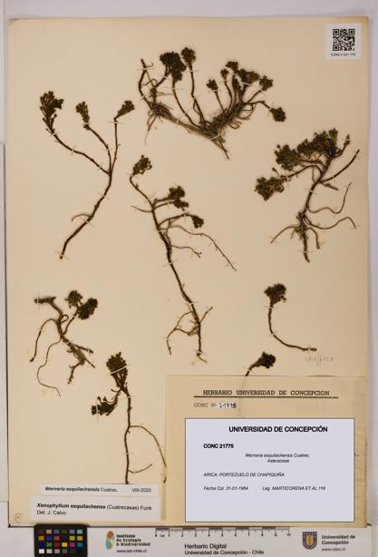 Werneria esquilachensis [Espécimen: UDEC:CONC:0021775]