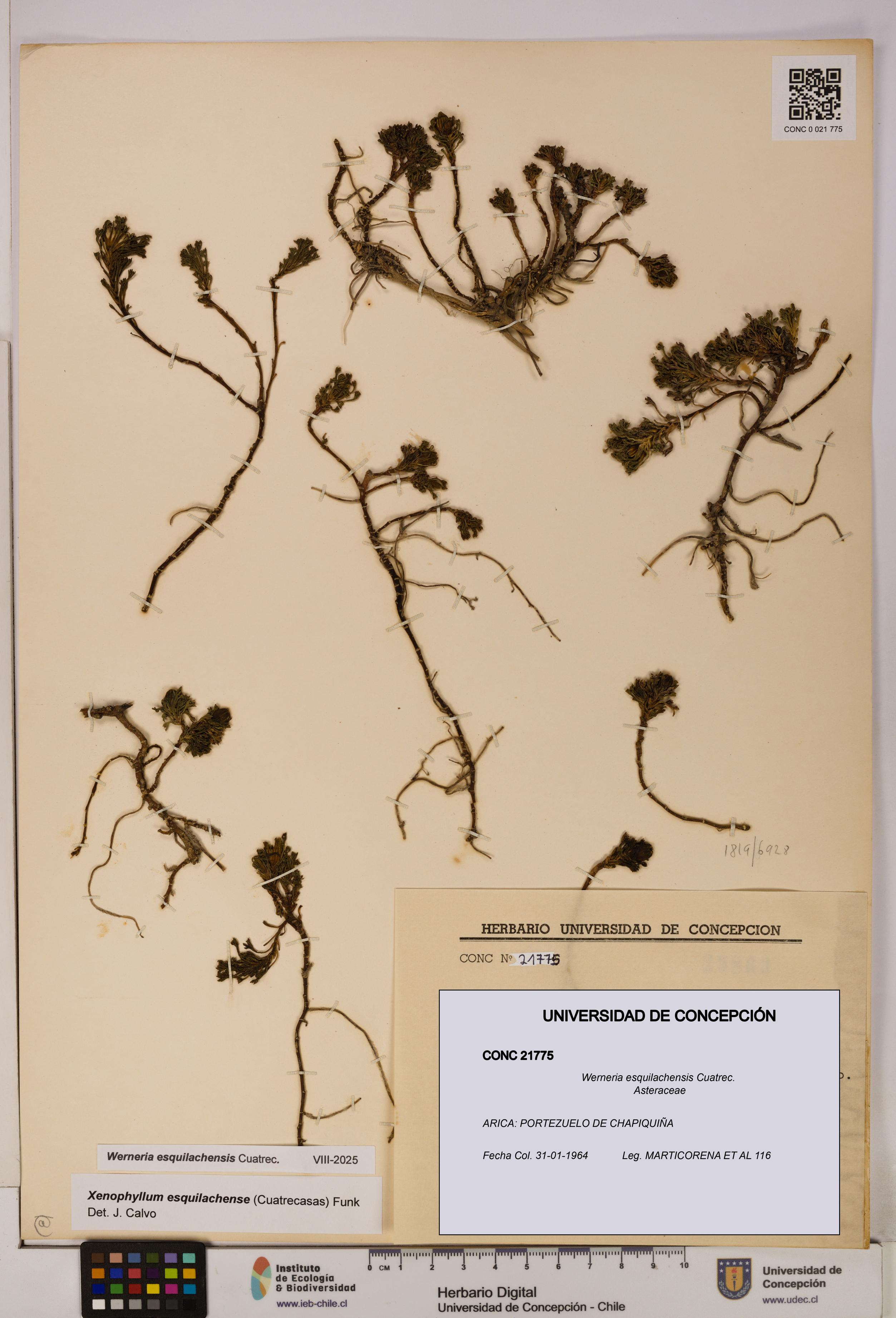 Werneria esquilachensis [Espécimen: UDEC:CONC:0021775]