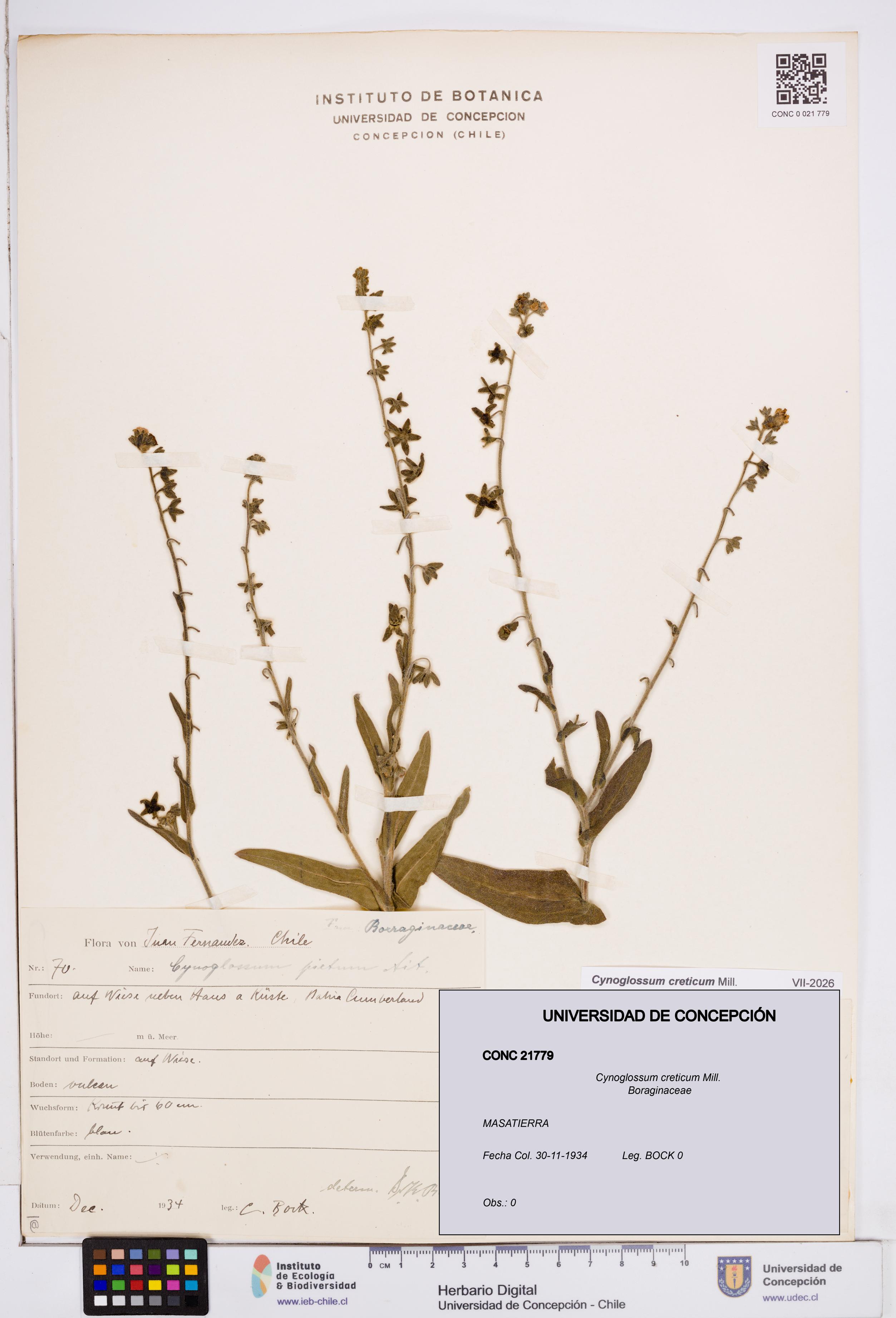 Cynoglossum creticum [Espécimen: ]