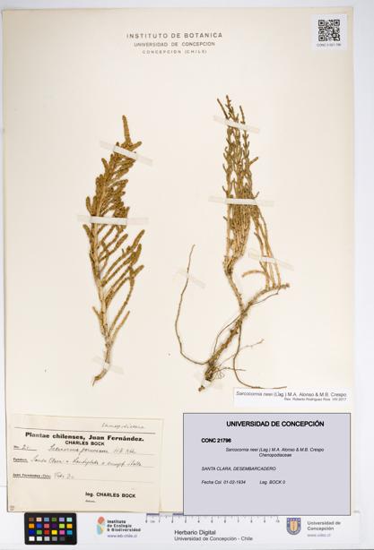 Sarcocornia neei [Espécimen: UDEC:CONC:0021796]