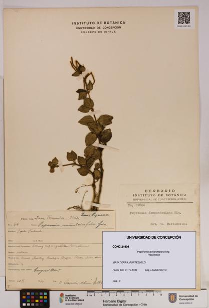 Peperomia fernandeziana [Espécimen: UDEC:CONC:0021804]