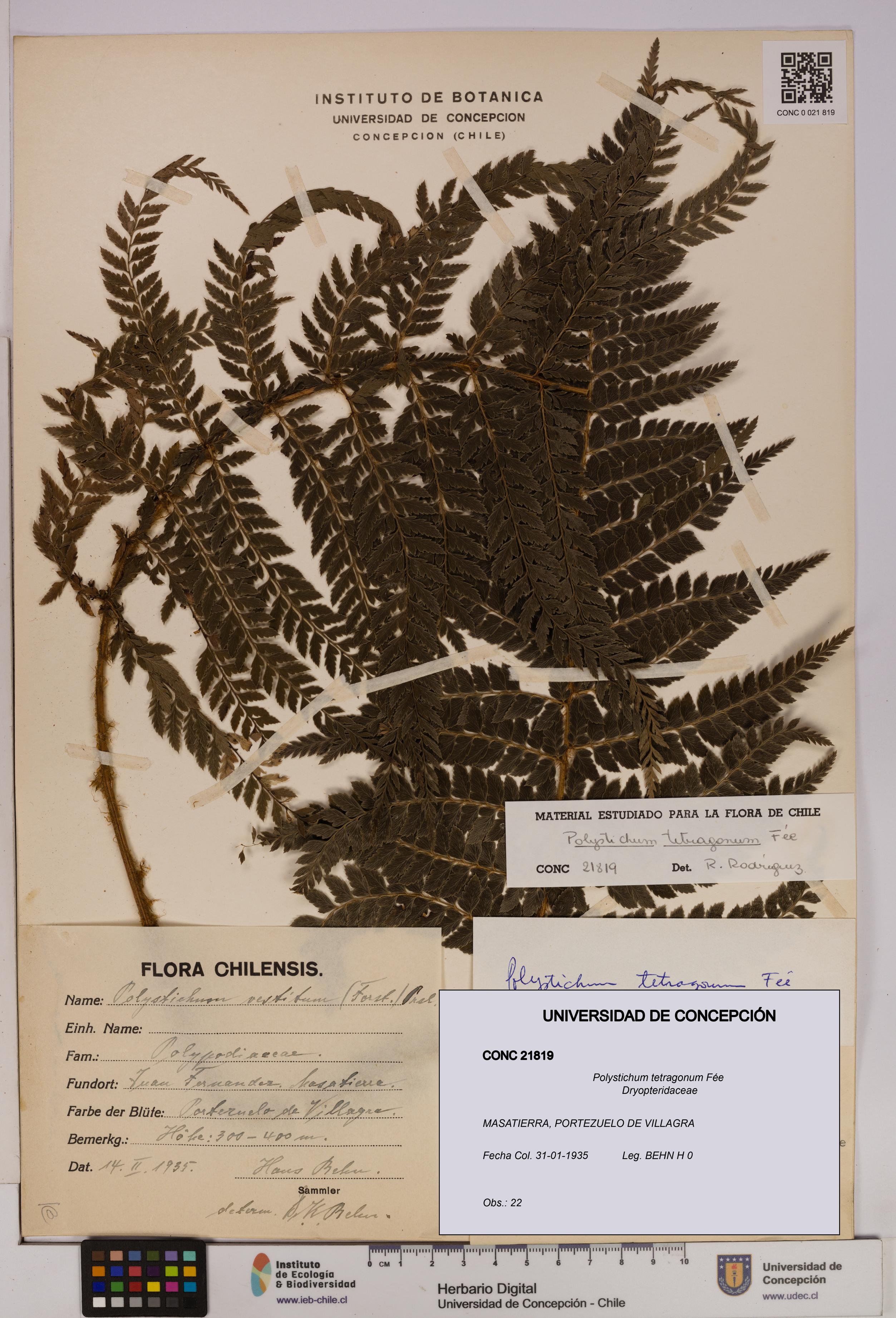 Polystichum tetragonum [Espécimen: UDEC:CONC:0021819]