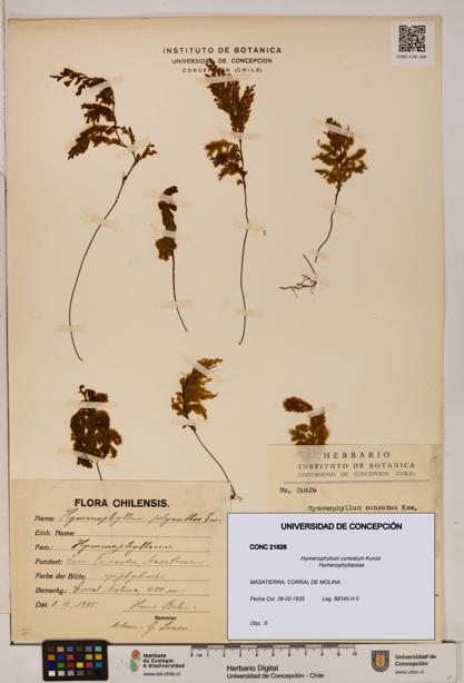Hymenophyllum cuneatum [Espécimen: UDEC:CONC:0021826]