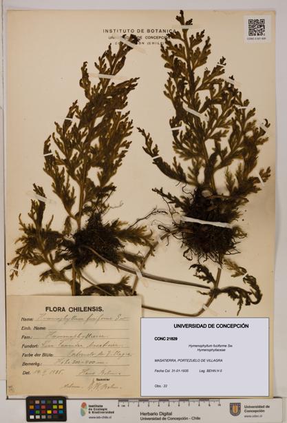 Hymenophyllum fuciforme [Espécimen: UDEC:CONC:0021829]