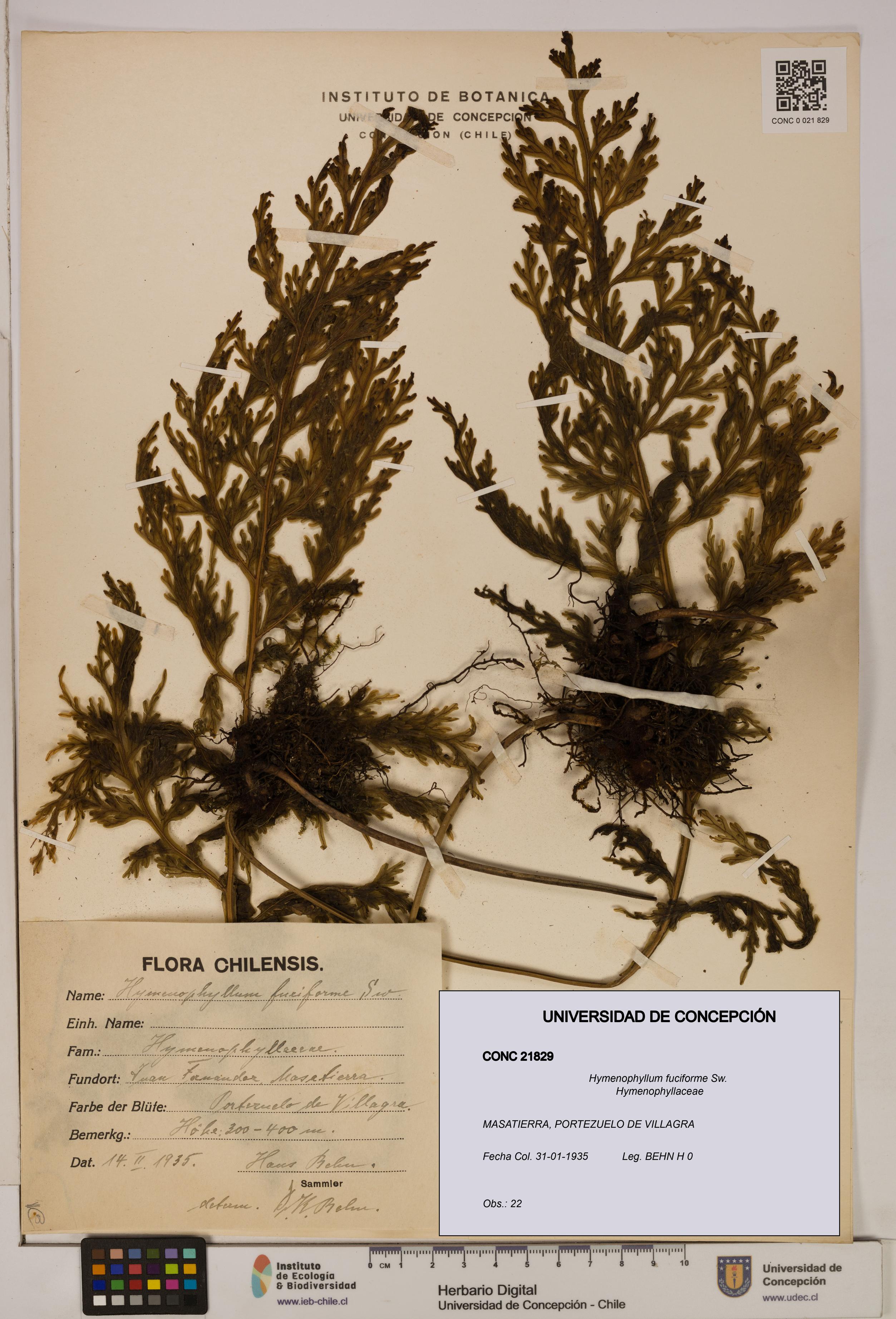 Hymenophyllum fuciforme [Espécimen: UDEC:CONC:0021829]