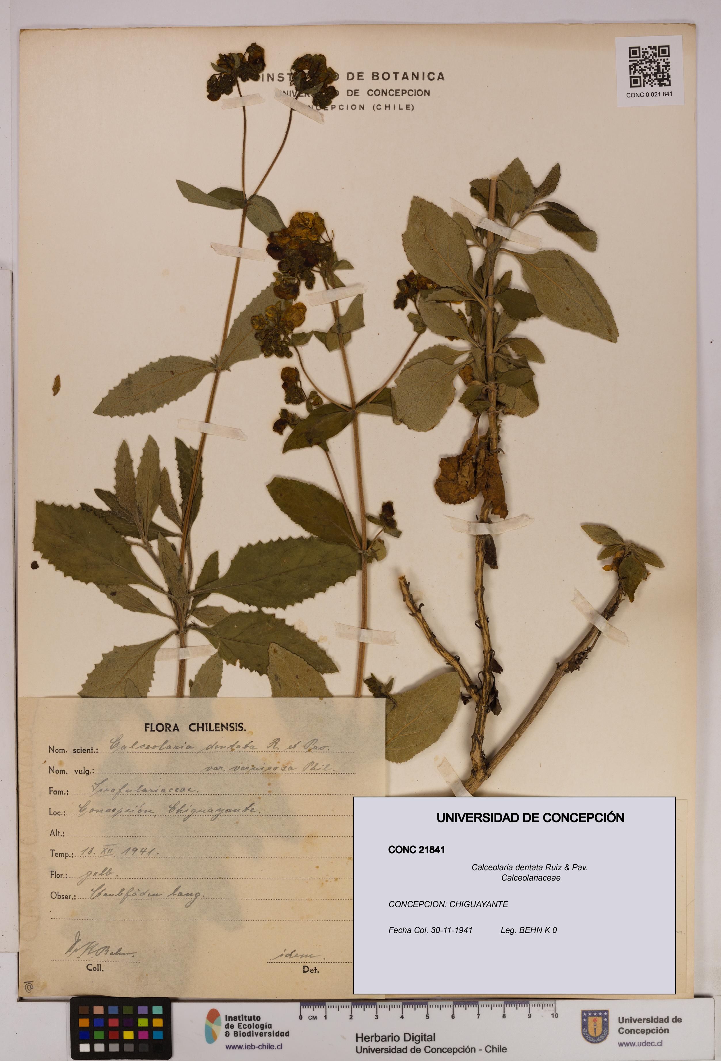Calceolaria dentata [Espécimen: UDEC:CONC:0021841]
