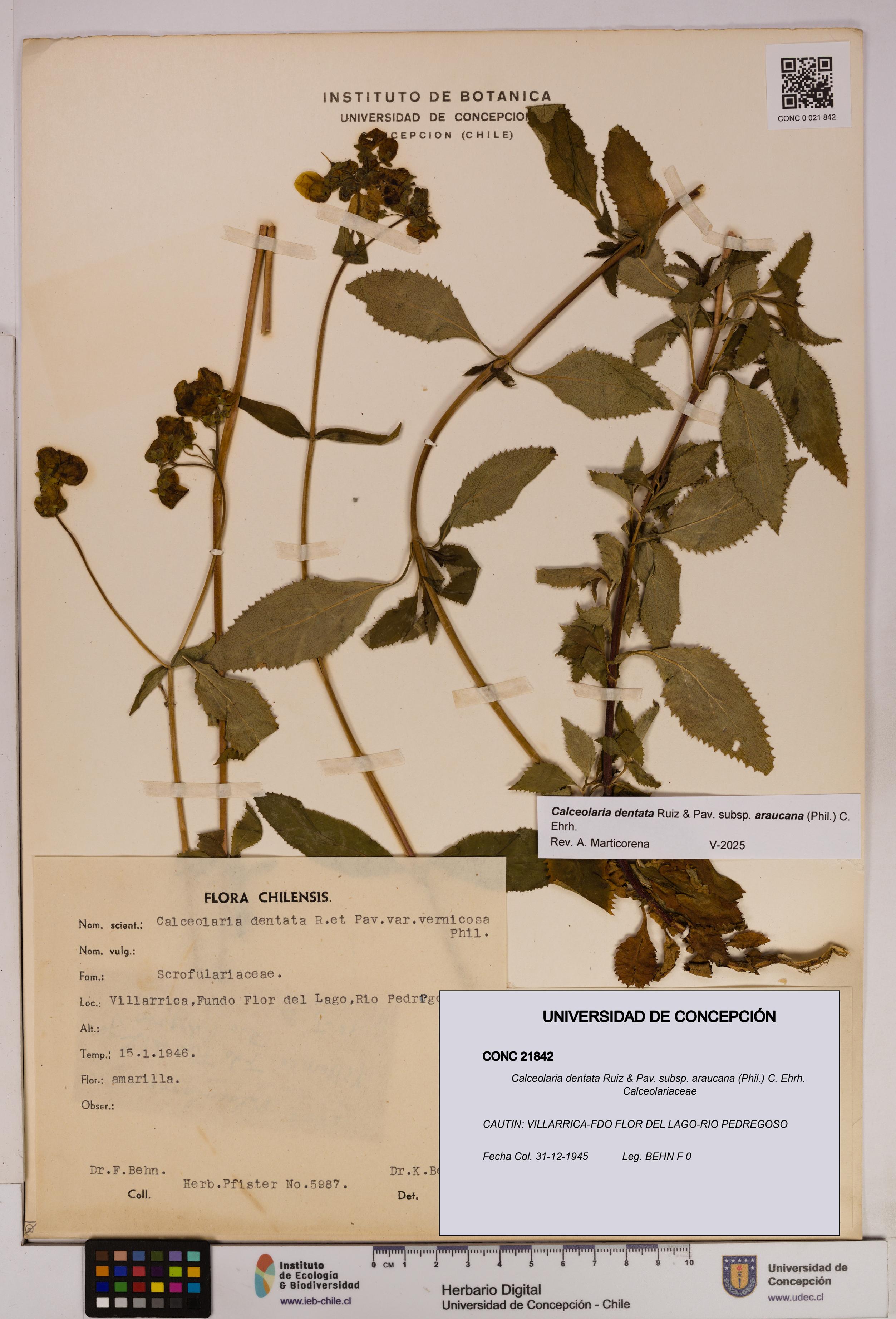 Calceolaria dentata subsp. araucana [Espécimen: UDEC:CONC:0021842]