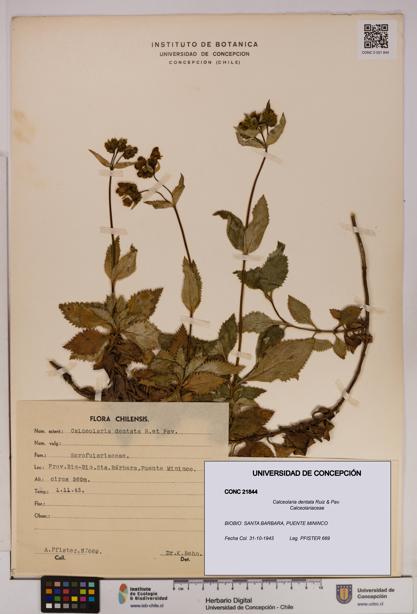 Calceolaria dentata [Espécimen: UDEC:CONC:0021844]