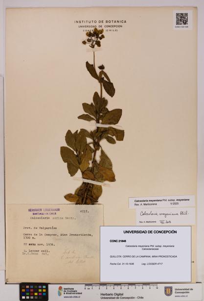 Calceolaria meyeniana subsp. meyeniana [Espécimen: UDEC:CONC:0021846]