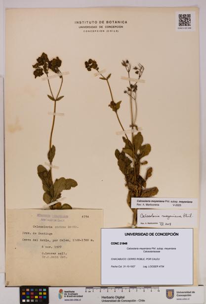 Calceolaria meyeniana subsp. meyeniana [Espécimen: UDEC:CONC:0021848]