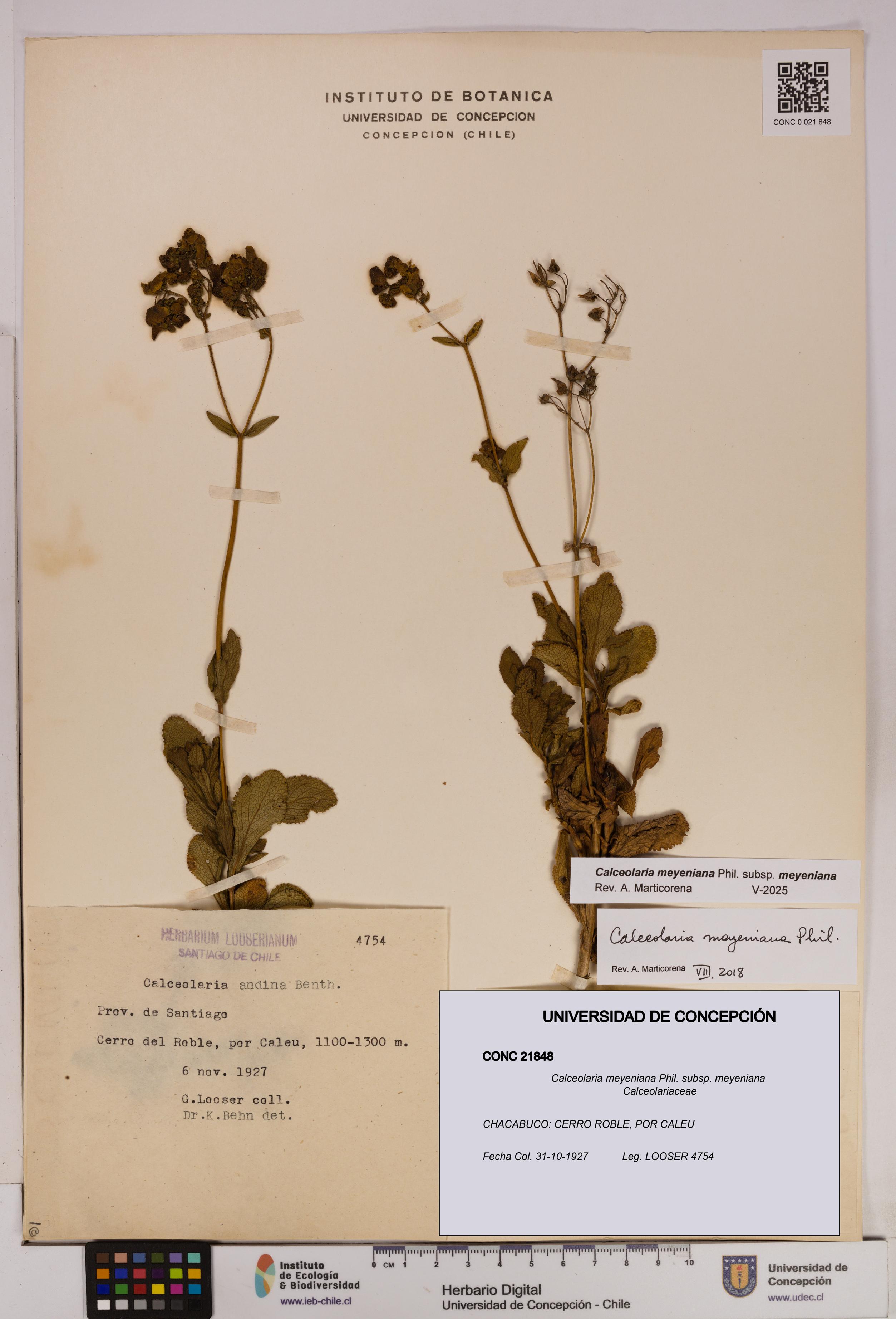 Calceolaria meyeniana subsp. meyeniana [Espécimen: UDEC:CONC:0021848]