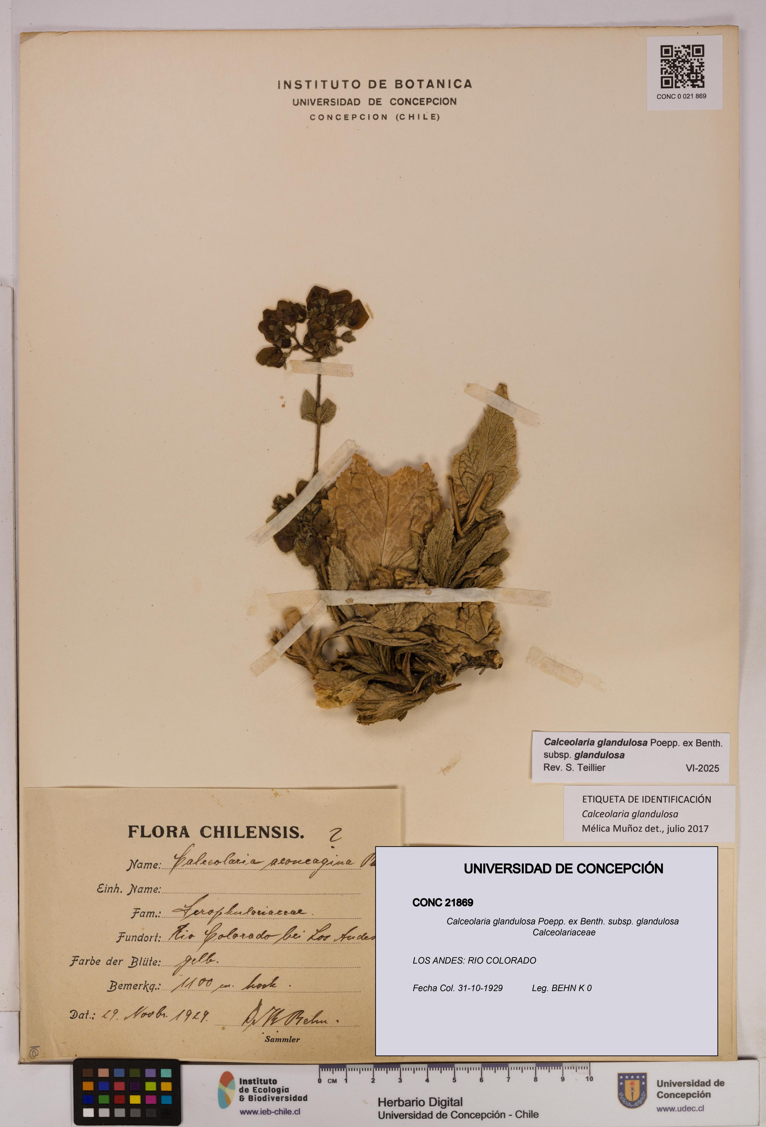 Calceolaria glandulosa [Espécimen: UDEC:CONC:0021869]