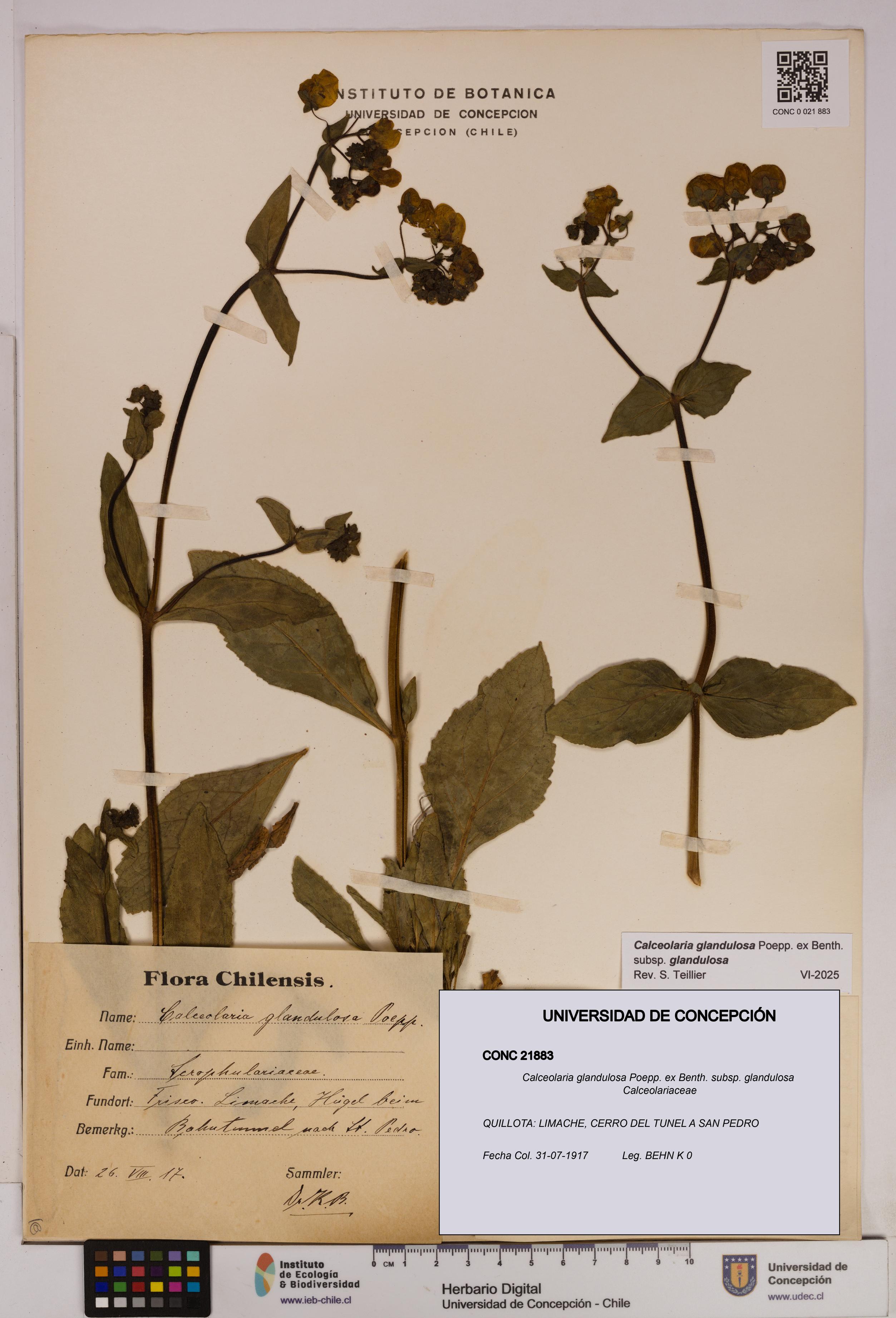Calceolaria glandulosa [Espécimen: UDEC:CONC:0021883]