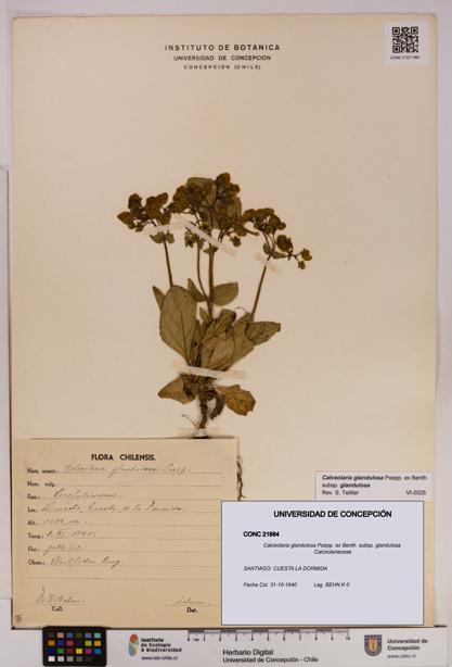 Calceolaria glandulosa [Espécimen: UDEC:CONC:0021884]