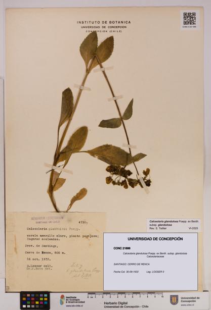 Calceolaria glandulosa [Espécimen: UDEC:CONC:0021886]