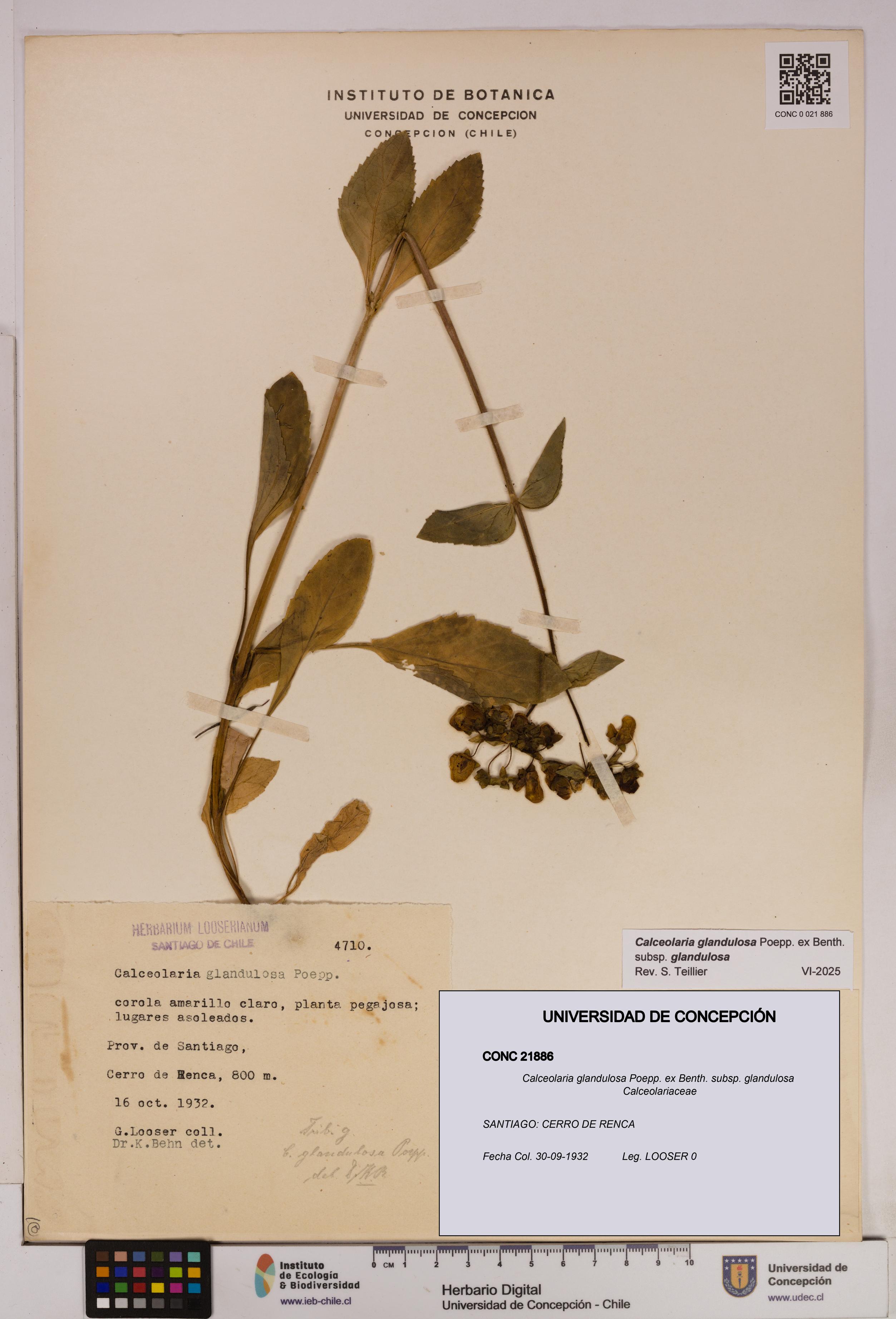 Calceolaria glandulosa [Espécimen: UDEC:CONC:0021886]