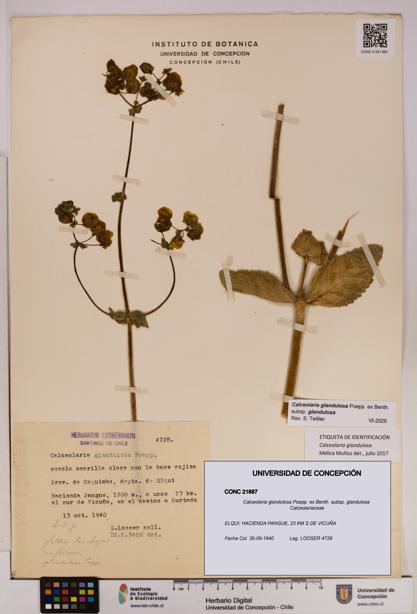 Calceolaria glandulosa [Espécimen: UDEC:CONC:0021887]