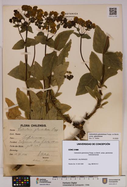 Calceolaria glandulosa [Espécimen: UDEC:CONC:0021888]