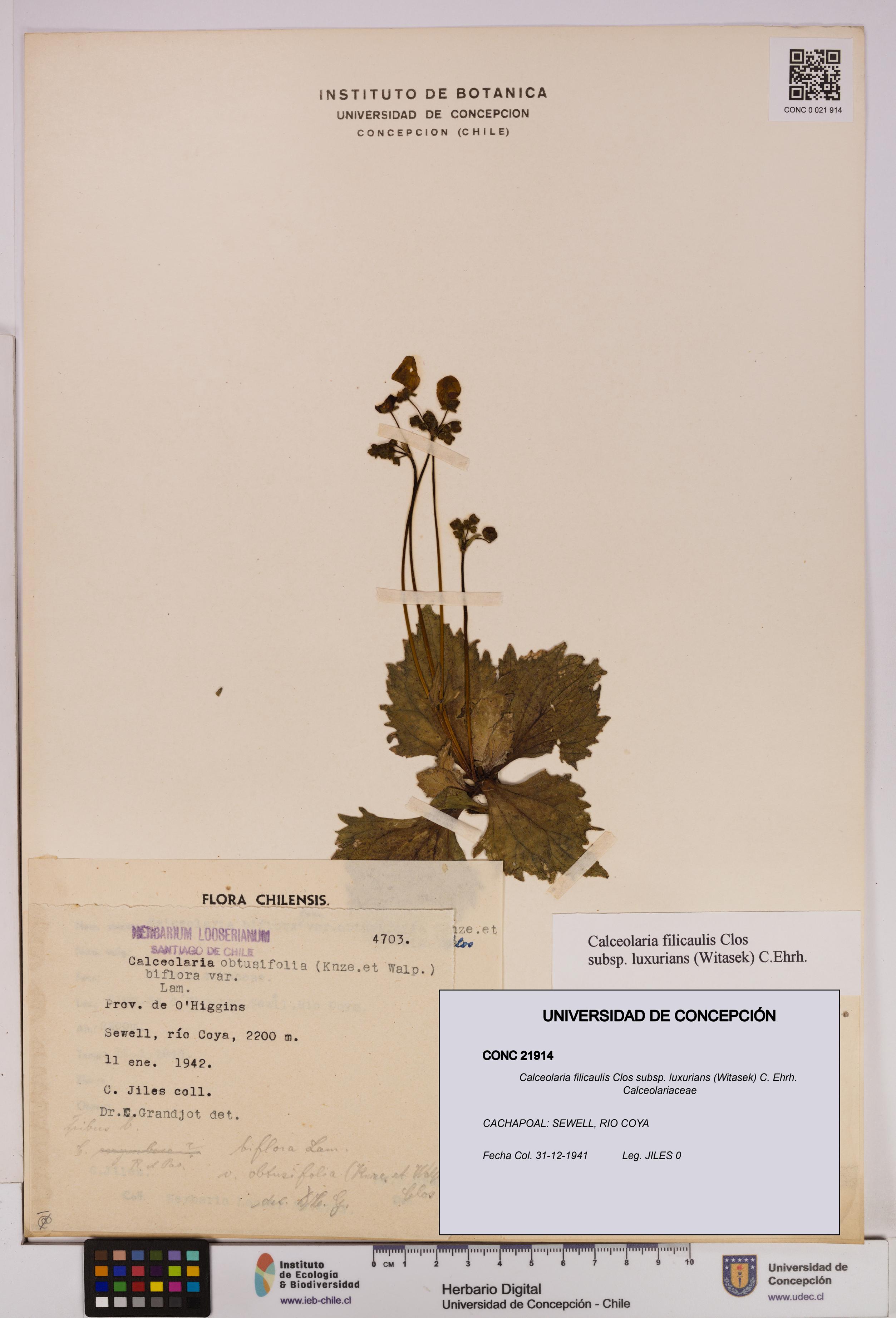 Calceolaria filicaulis [Espécimen: UDEC:CONC:0021914]