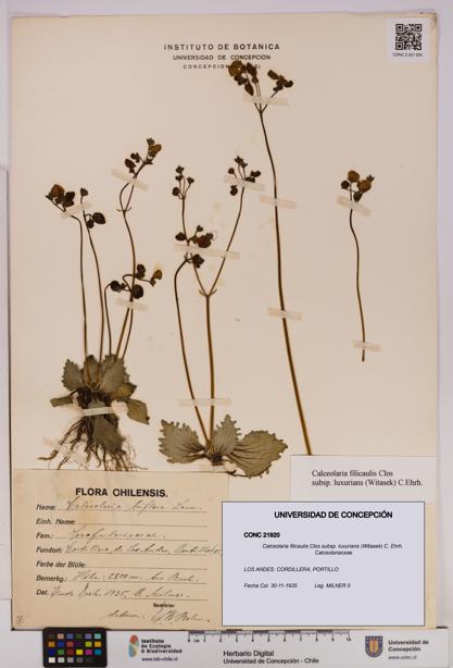 Calceolaria filicaulis [Espécimen: UDEC:CONC:0021920]