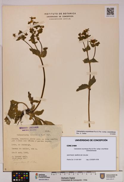 Calceolaria corymbosa [Espécimen: UDEC:CONC:0021934]