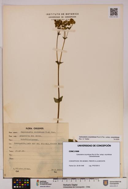 Calceolaria corymbosa [Espécimen: UDEC:CONC:0021935]