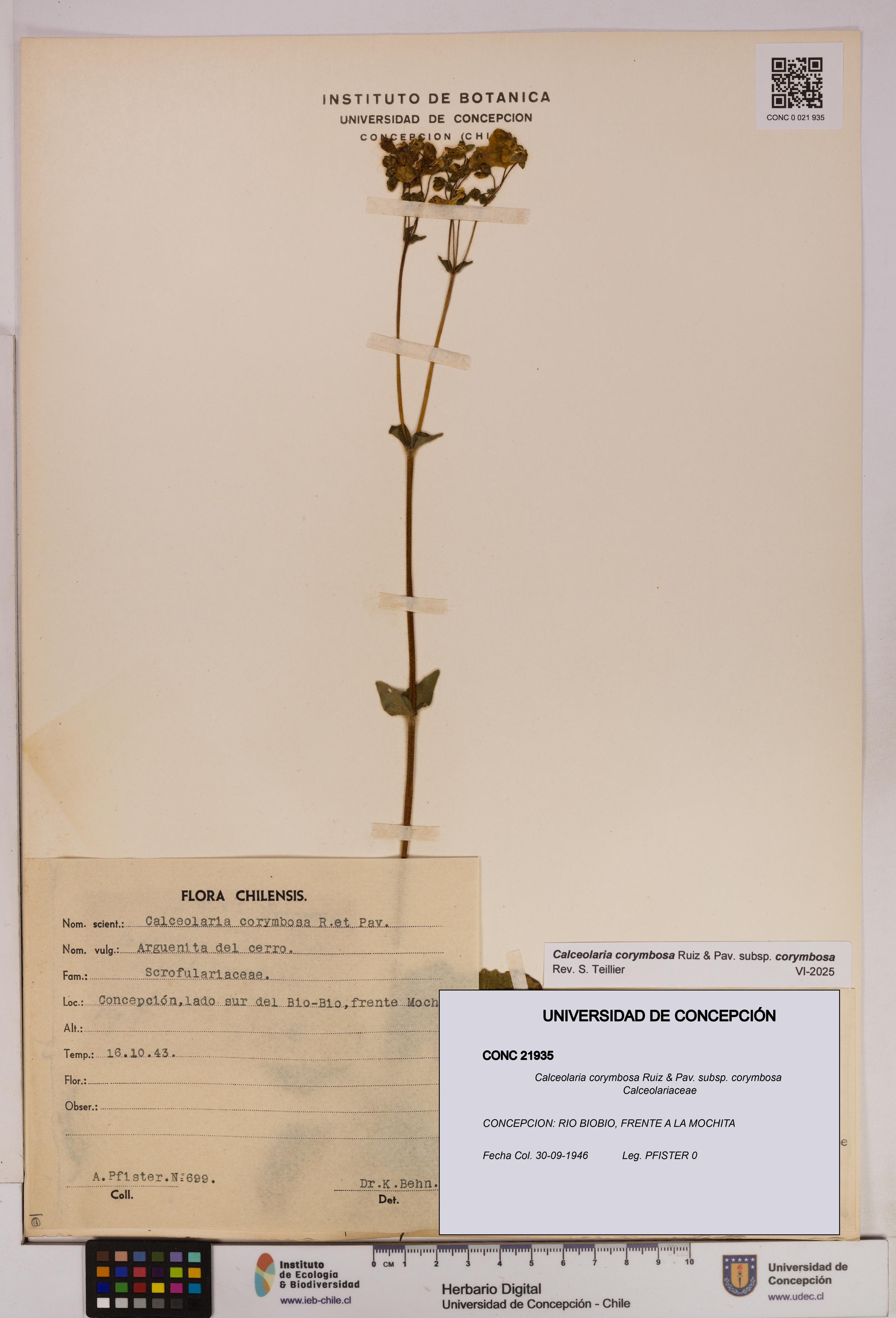 Calceolaria corymbosa [Espécimen: UDEC:CONC:0021935]
